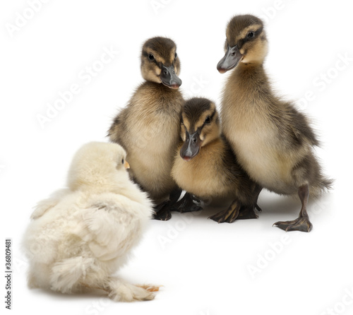 Three Mallards or wild ducks, Anas platyrhynchos,facing a chick © Eric Isselée