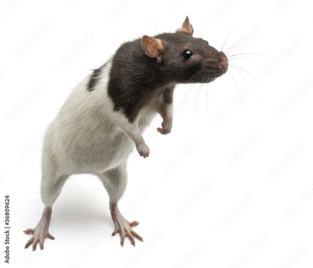 Fancy Rat standing up in front of white background Fancy Rat standing up in front of white background