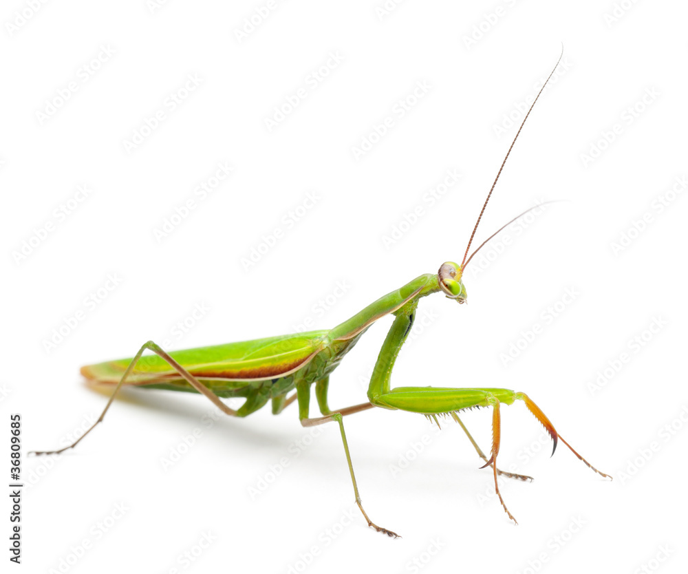 Female European Mantis or Praying Mantis, Mantis religiosa Female European Mantis or Praying Mantis, Mantis religiosa