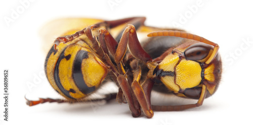 Dead European hornet, Vespa crabro, in front of white background