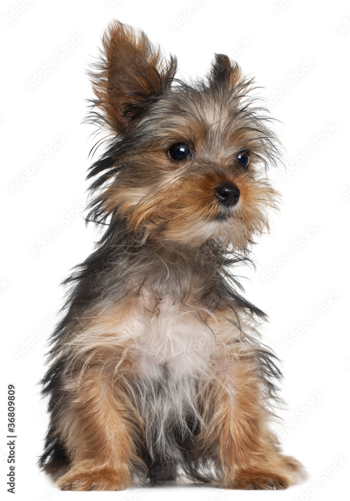 Yorkshire Terrier puppy, 8 weeks old, sitting Yorkshire Terrier puppy, 8 weeks old, sitting