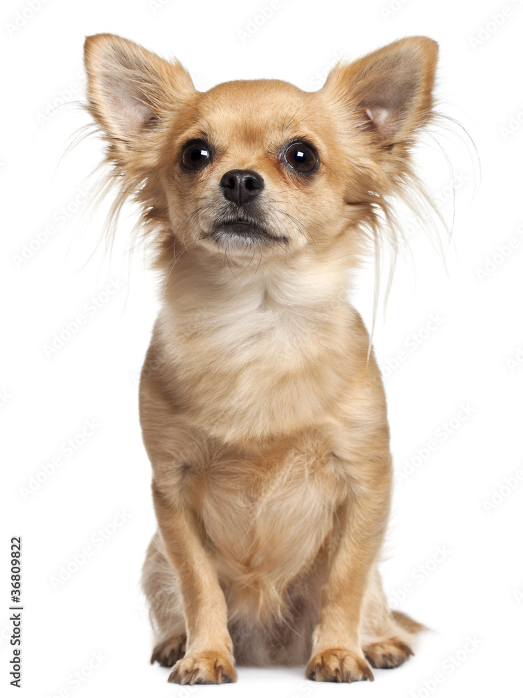Chihuahua, 2 years old, sitting in front of white background