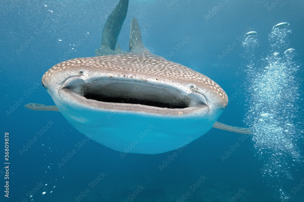 While shark on the blue background