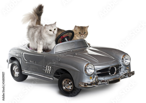 Quadro su tela Persian cat and Norwegian Forest Cat, driving convertible