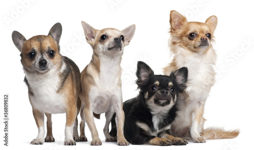 Fototapeta Naklejka Na Ścianę i Meble -  Four Chihuahuas, 6 months old, 3 years old, and 2 years old