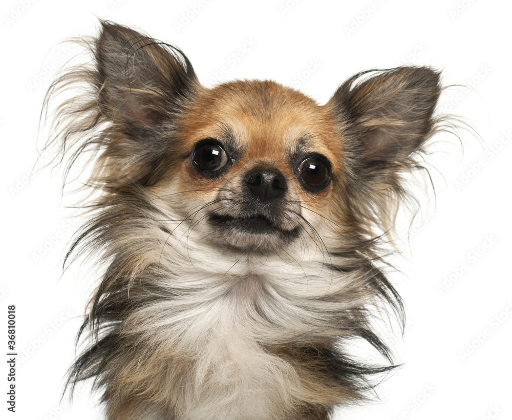 Close-up of Chihuahua, 2 years old, in front of white background Close-up of Chihuahua, 2 years old, in front of white background