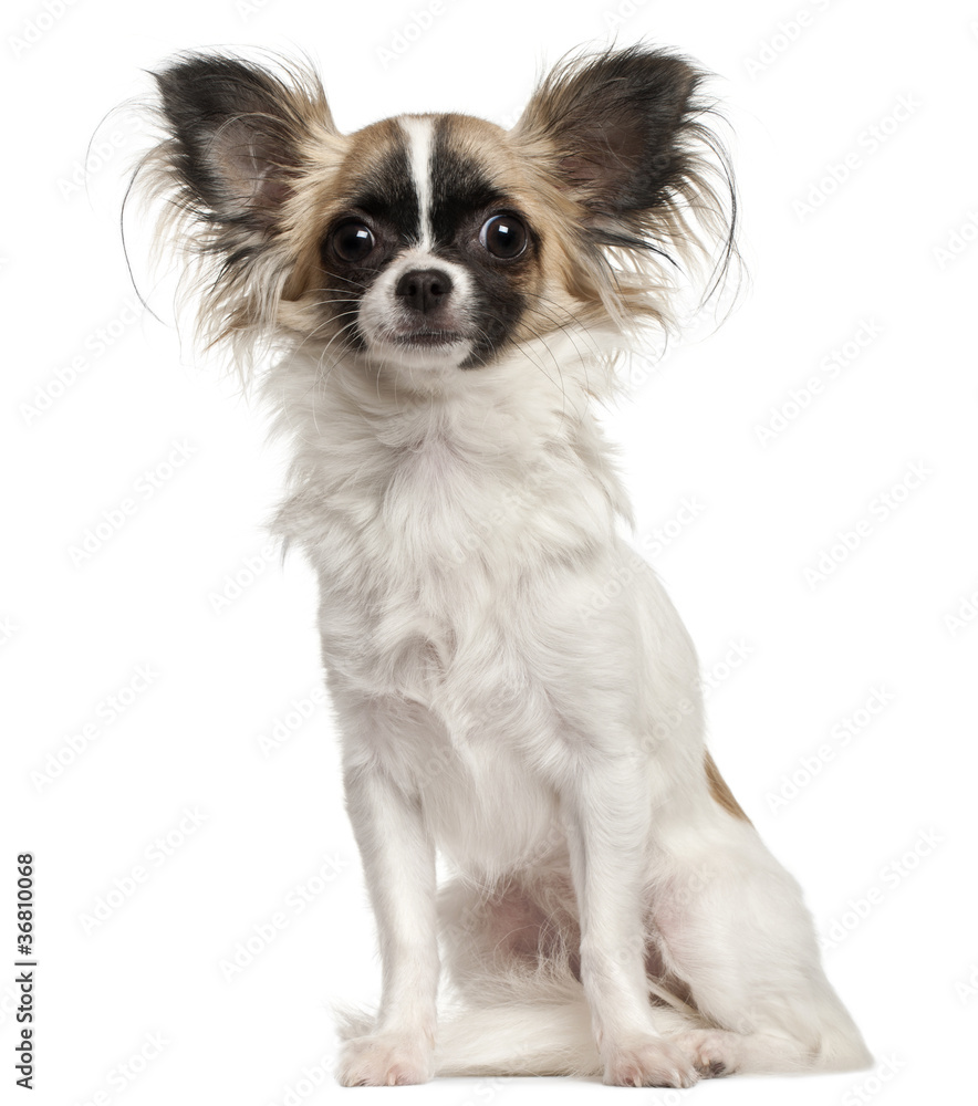 Chihuahua, 10 months old, sitting in front of white background Chihuahua, 10 months old, sitting in front of white background