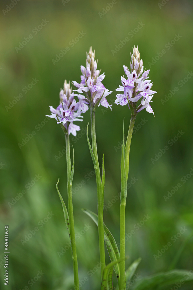 Fototapeta premium common Spotted Orchid tw0007