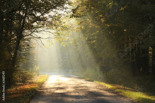 Country road running through the autumn forest at dawn