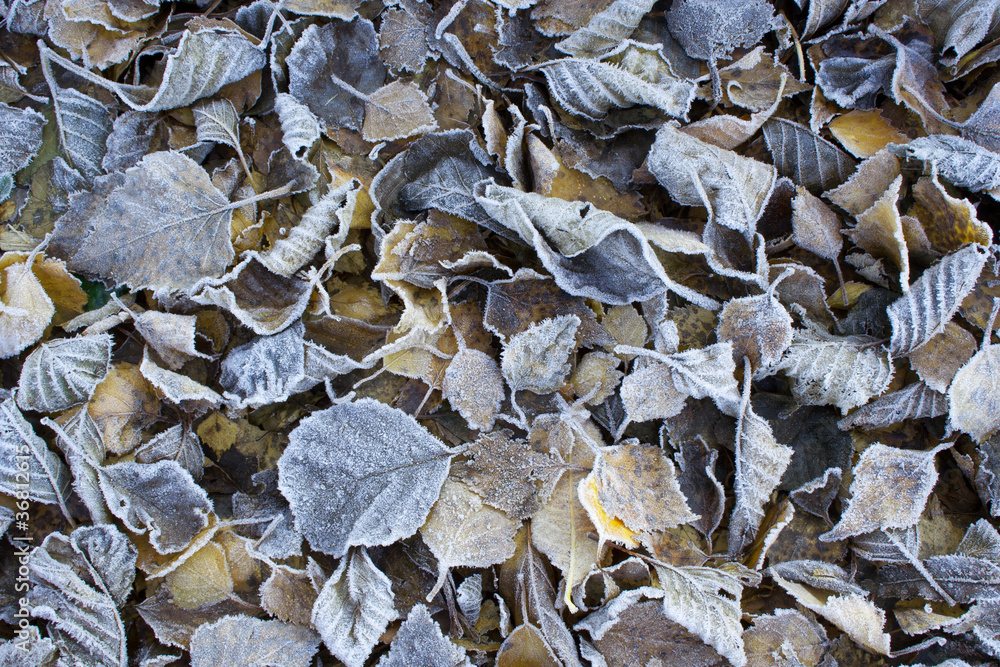 Frozen leaves in fall morning Frozen leaves in fall morning
