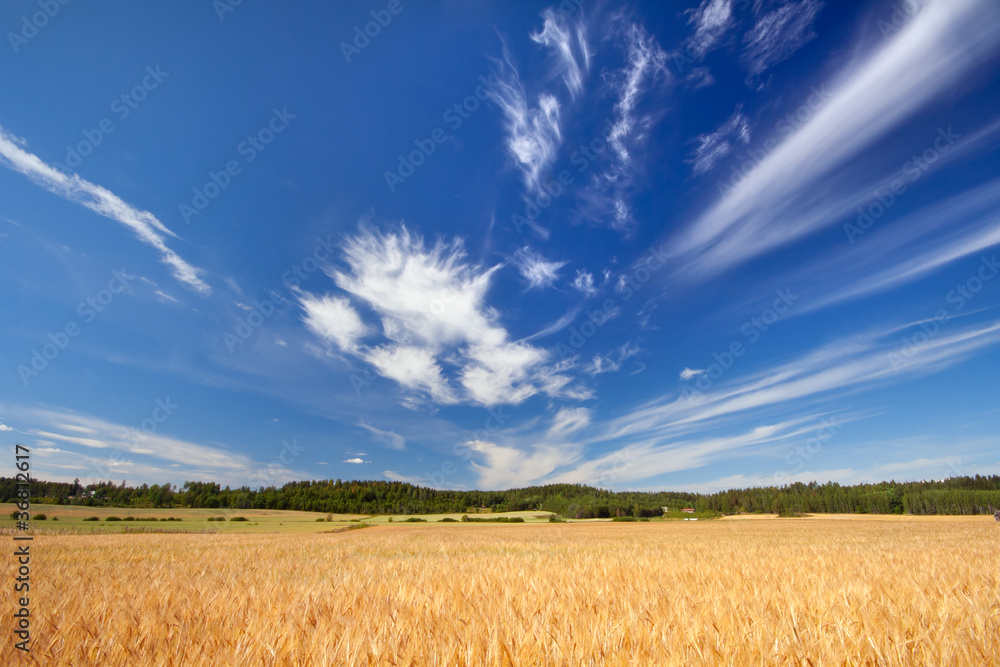 Barley field with blue sky in background