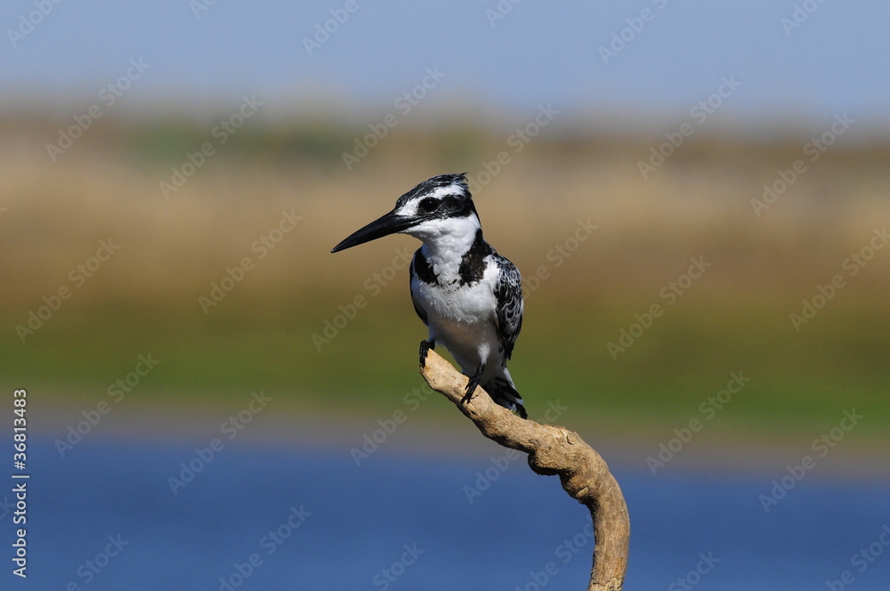 Fototapeta premium Pied Kingfisher (Ceryle rudis) at lake Maagan Michael, Israel