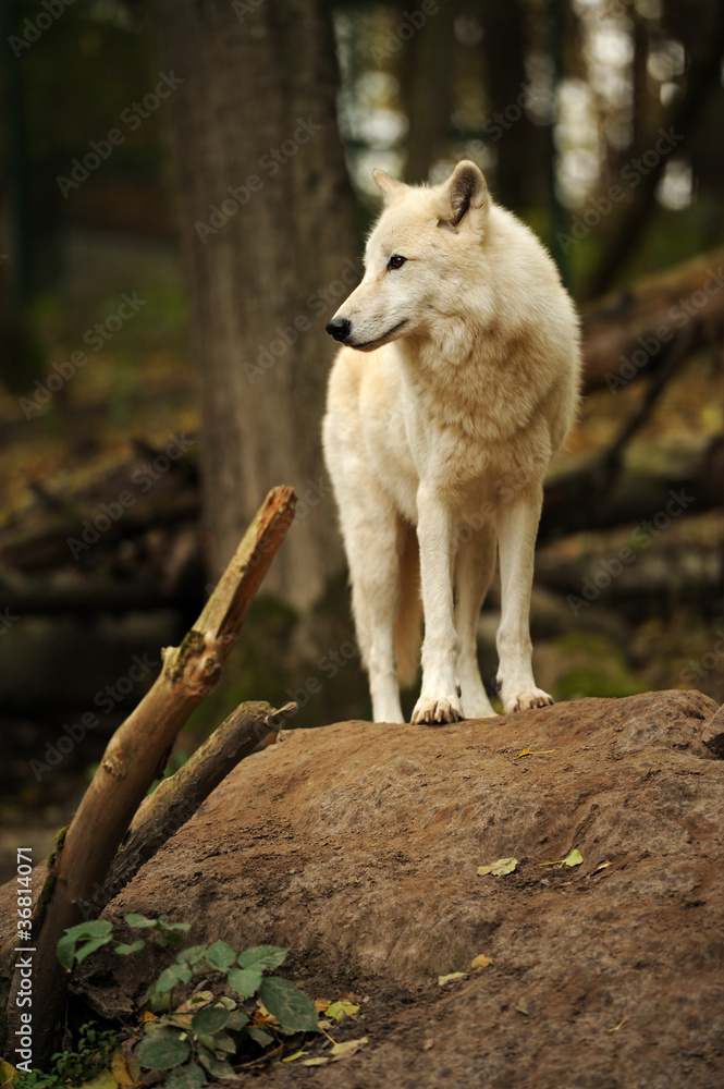 White wolf in forest