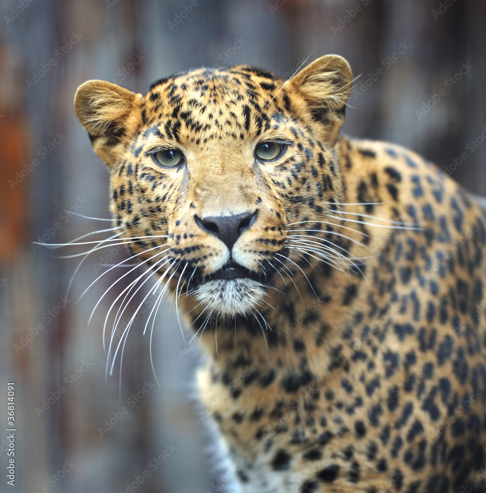 Fototapeta premium amur leopard