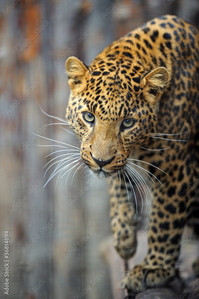 Naklejka premium amur leopard