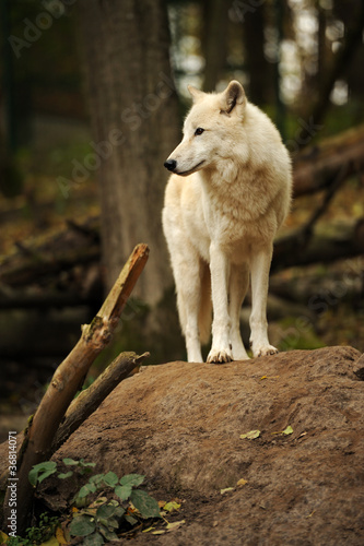 White wolf in forest