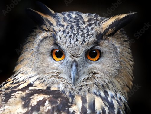 Beautiful European eagle owl in