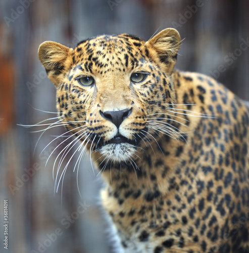 amur leopard © kyslynskyy