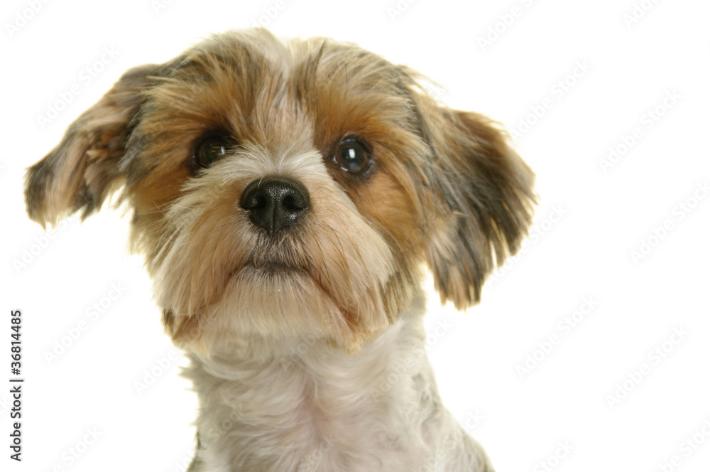 Biewer Yorkshire Terrier, Hund, Rassehund, freigestellt, Studio Biewer Yorkshire Terrier, Hund, Rassehund, freigestellt, Studio