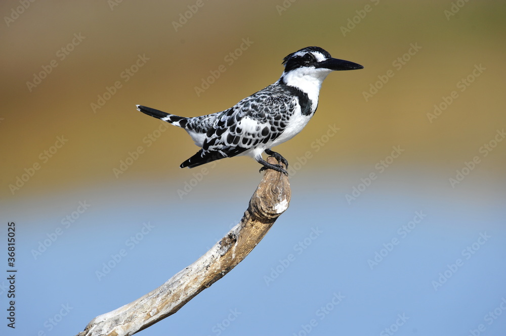 Obraz premium Pied Kingfisher (Ceryle rudis) at lake Maagan Michael, Israel