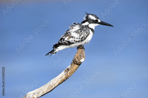 Pied Kingfisher  Ceryle rudis  at lake Maagan Michael  Israel