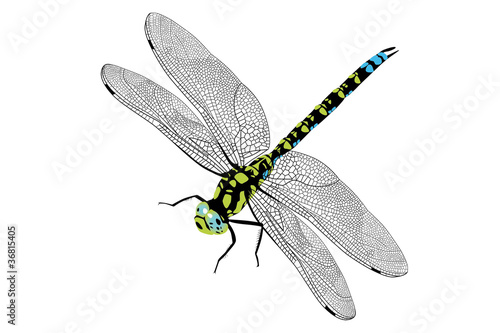 Libelle