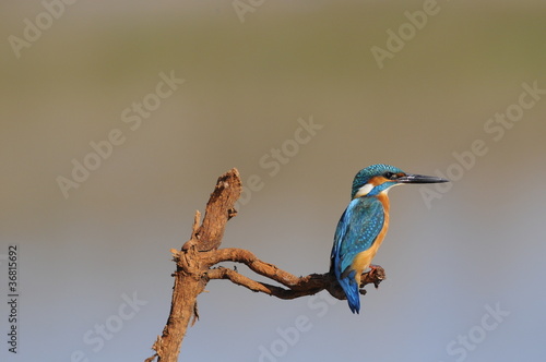 The Common Kingfisher (Alcedo atthis) photo