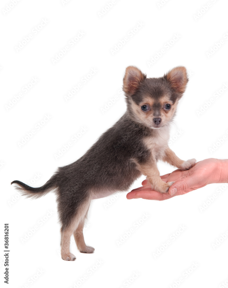 Cute chihuahua puppy standing on girl's hand