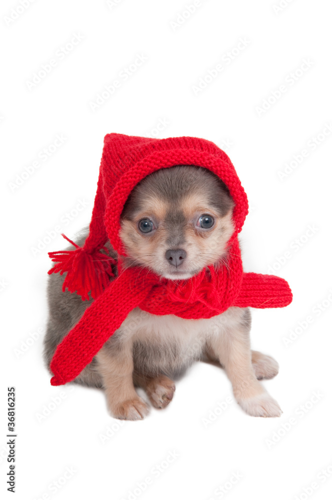 Chihuahua ready for winter