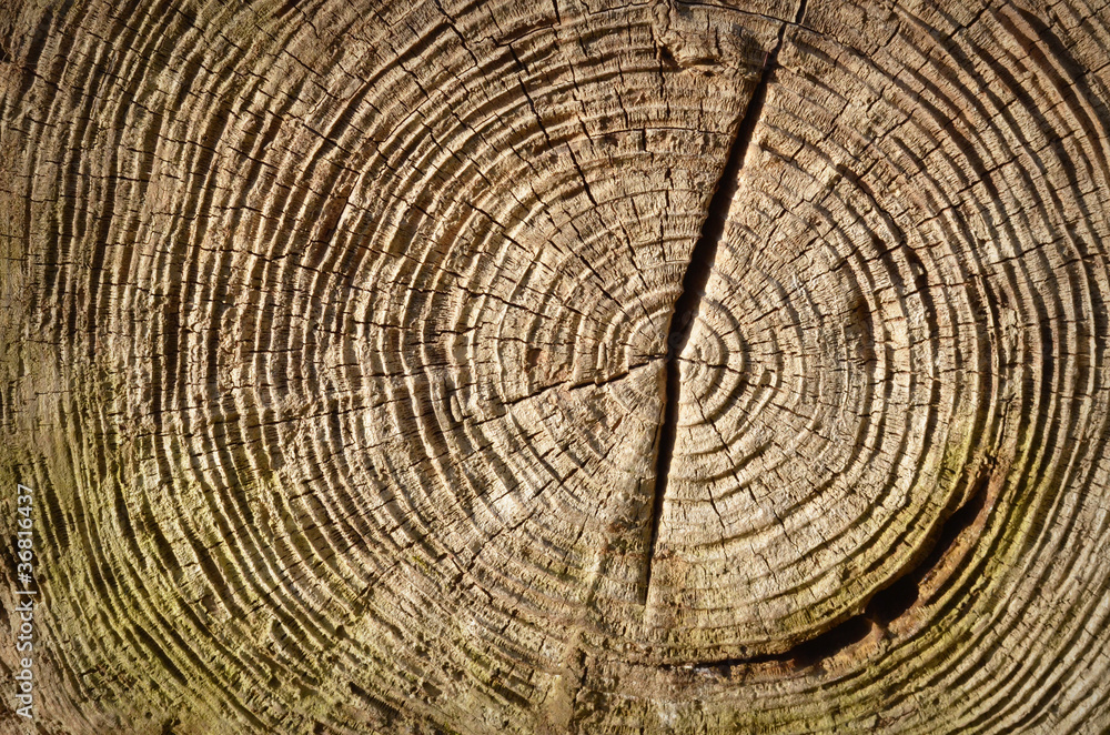 Naklejka premium wood background