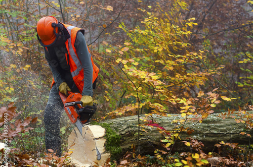 Vászonkép lumberjack
