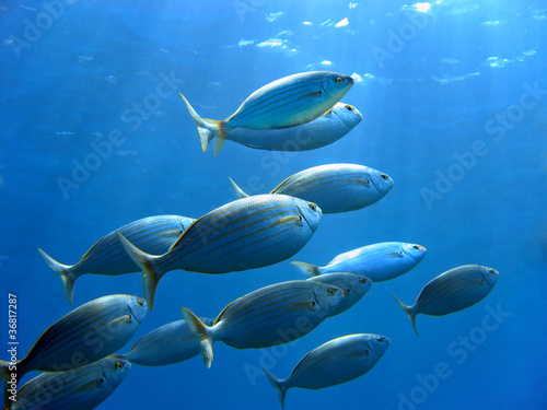 School of fish, Sarpa salpa, swimming to water surface, Mediterranean sea, Corsica, France