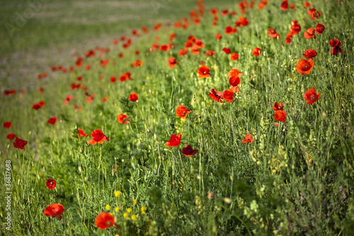 Field of red poppies