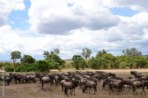 bufali © africa