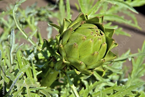 Artichoke plant with a bud