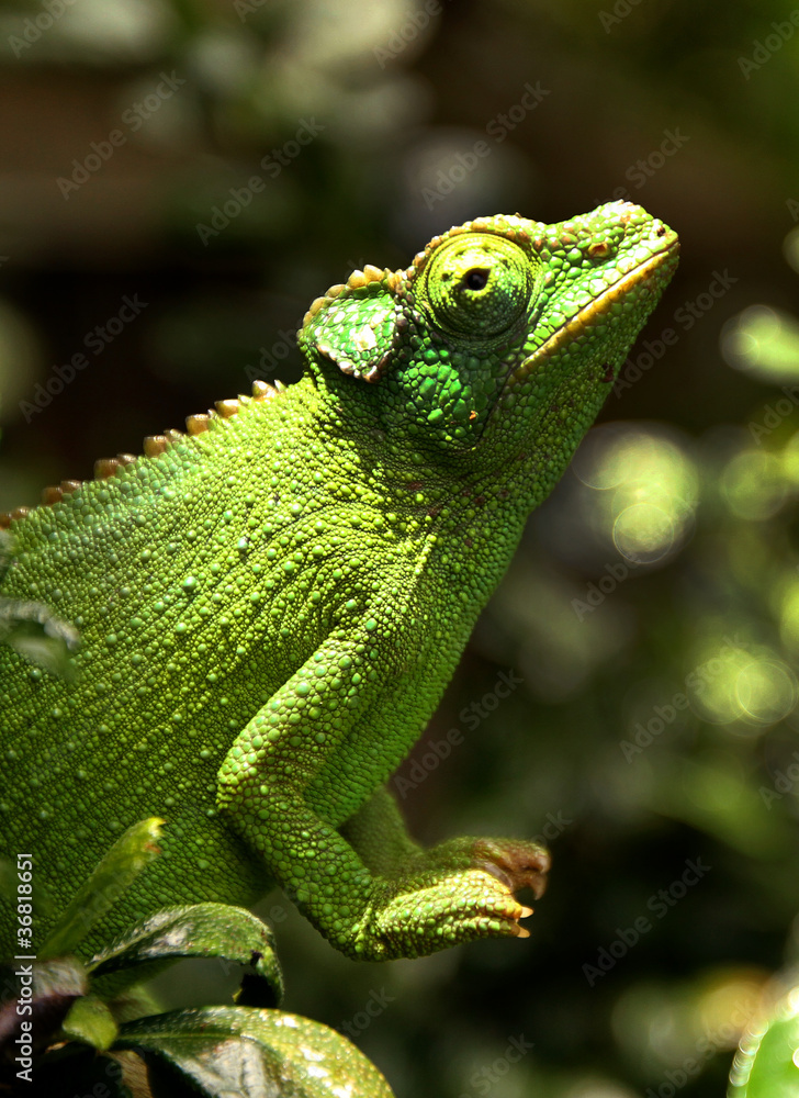 Fototapeta premium A female Jackson's Chameleon perches on a branch