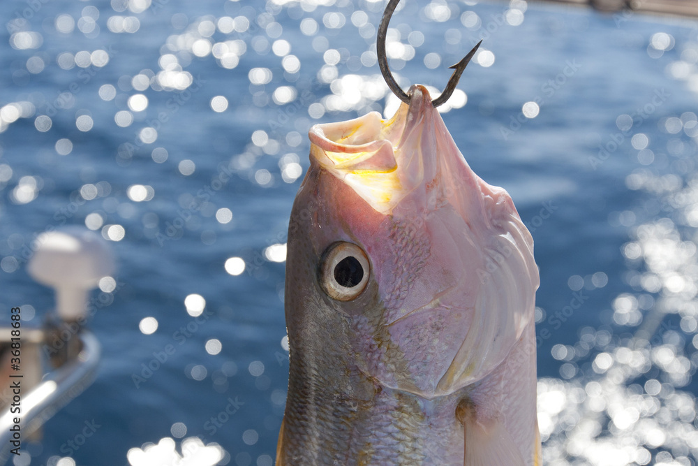 Freshly caught yellowtail snapper on hook Stock Photo