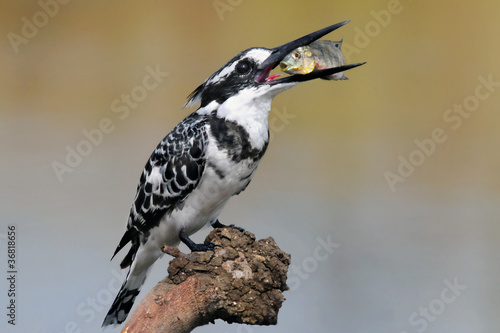 Pied Kingfisher  Ceryle rudis  with fish