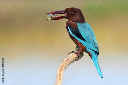 White throated kingfisher (Halcyon smyrnensis) with fish photo