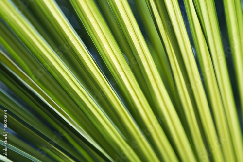 Vivid green palm fronds