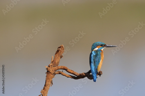 The Common Kingfisher (Alcedo atthis) photo