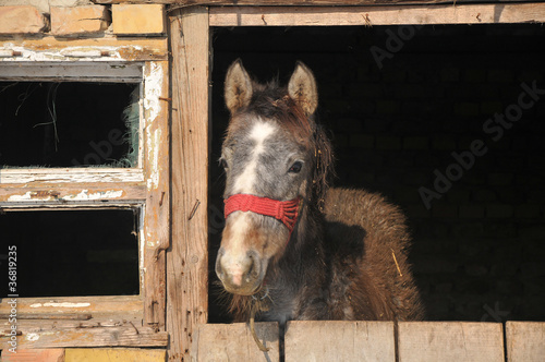 Fototapeta Naklejka Na Ścianę i Meble -  foal in the barn