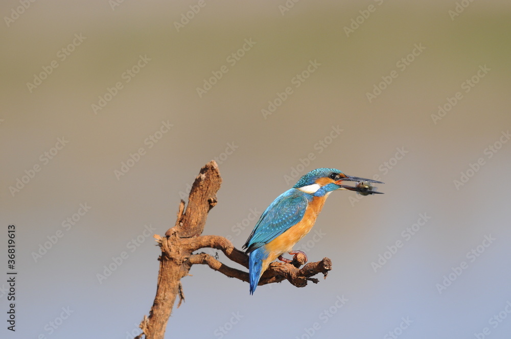 Obraz premium The Common Kingfisher (Alcedo atthis) with fish