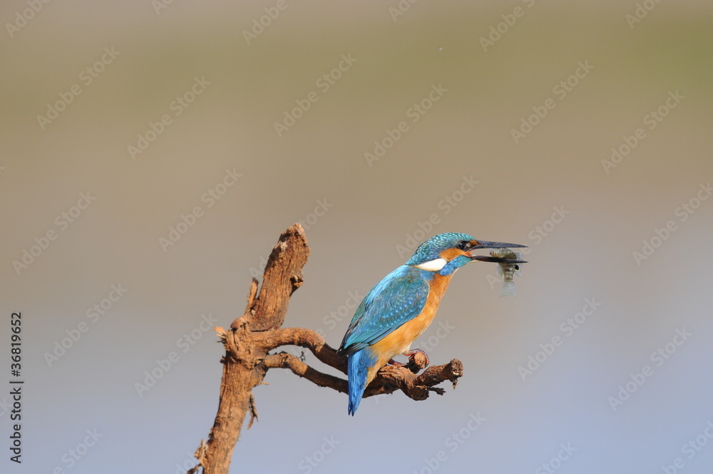 Obraz premium The Common Kingfisher (Alcedo atthis) with fish
