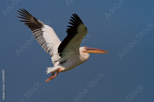 pelican in flight © porojnicu