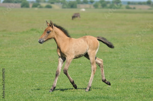 foal in a meadow