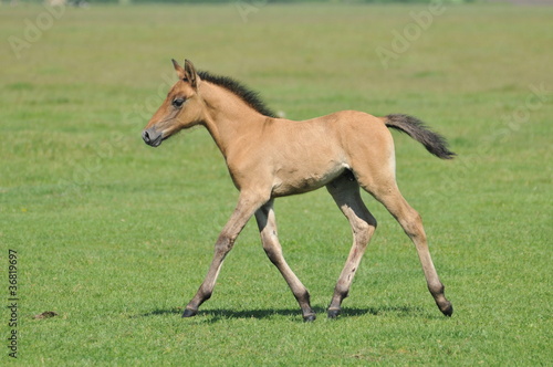 foal in a meadow