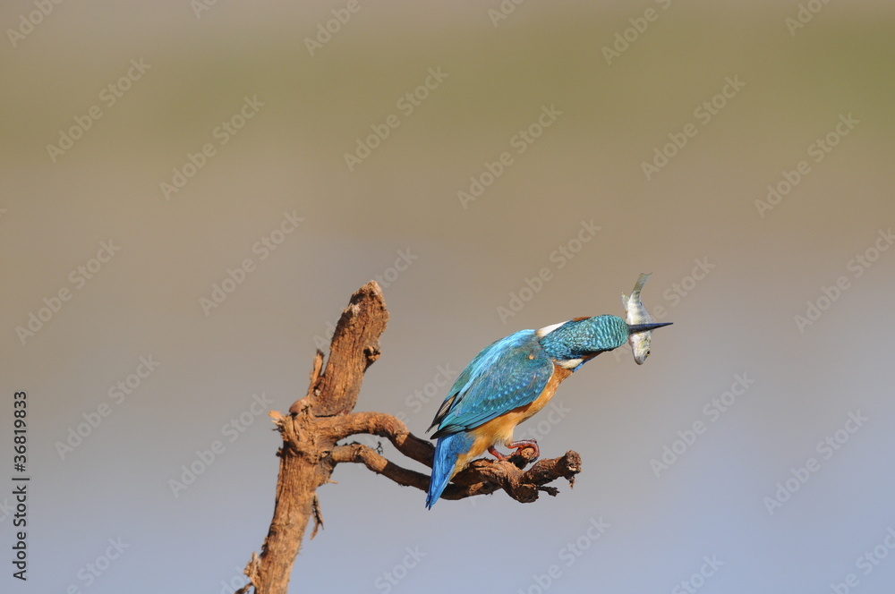 Obraz premium The Common Kingfisher (Alcedo atthis) wit fish