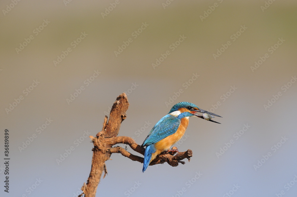 Obraz premium The Common Kingfisher (Alcedo atthis) wit fish