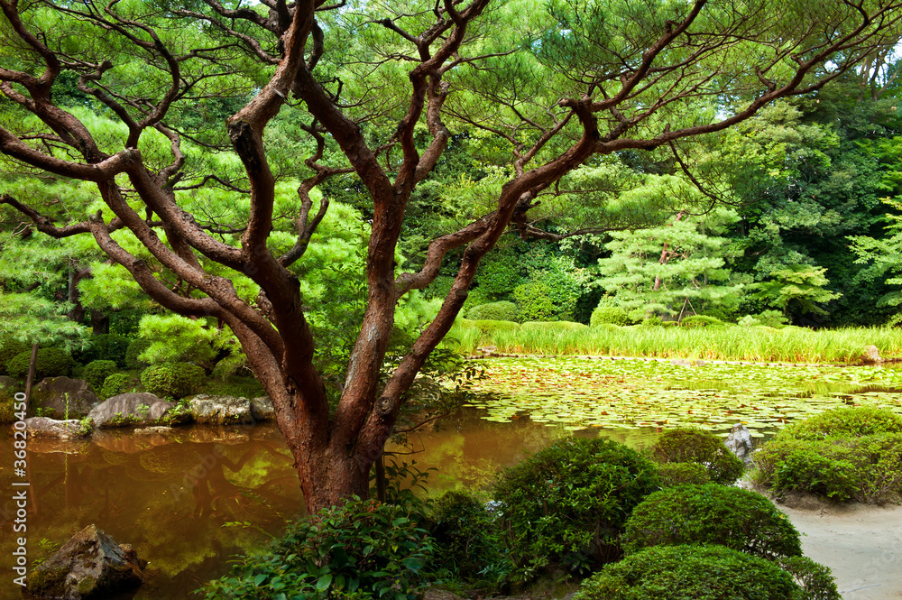 Beautiful Japanese garden